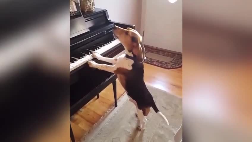 Dog that plays the piano and sings.