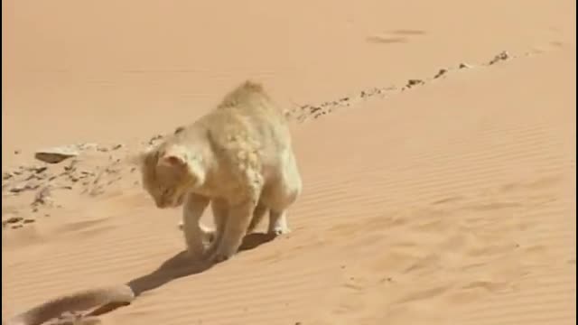 SAND CAT V/S DESERT SNAKE FIGHT VIDEO