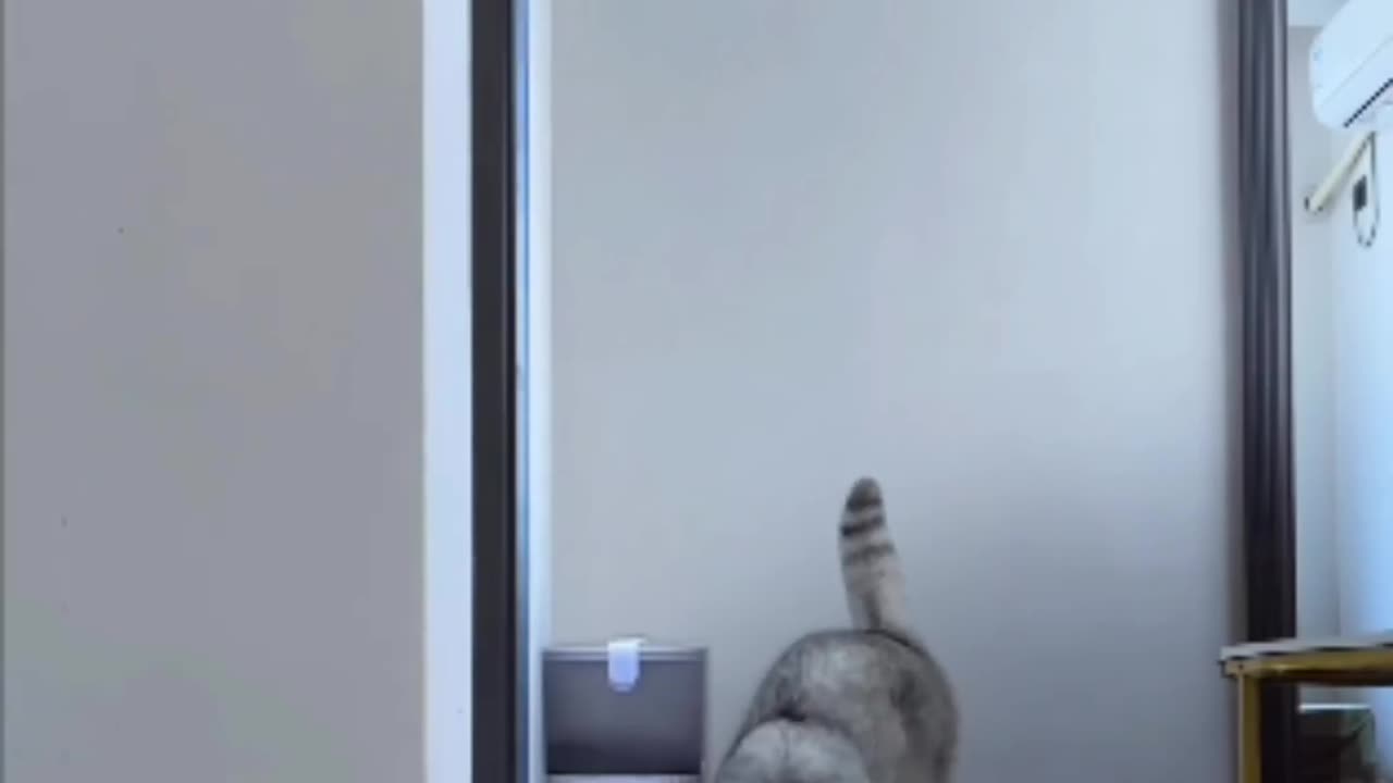 Omg that's fantastic cat