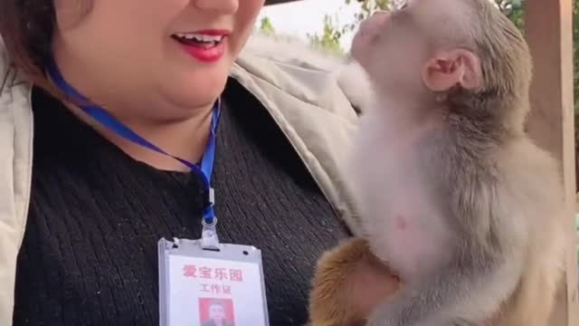 cute and funny monkey