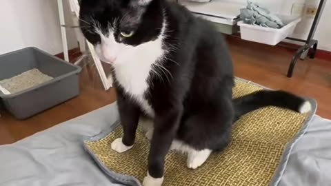 So funny animals cats 🤣😂🥺
