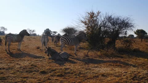 Herd of zebra