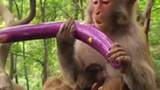 Monkey play with 🍆