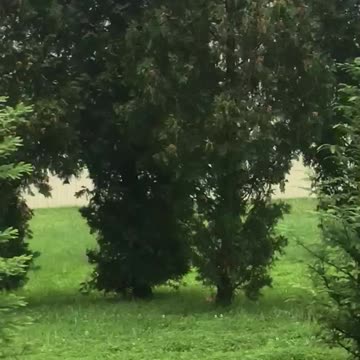 Dawn redwoods are more deer resistant than arborvitae