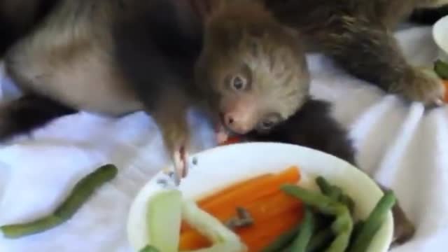 Sloth Babies