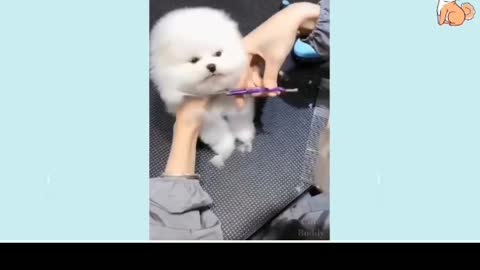 most beautiful puppies in the world