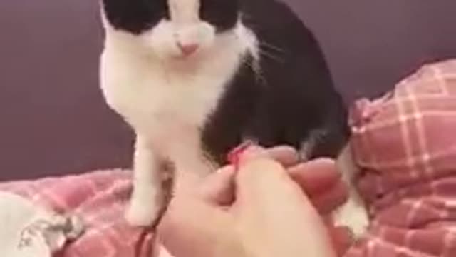 Cat victim of its bad smell