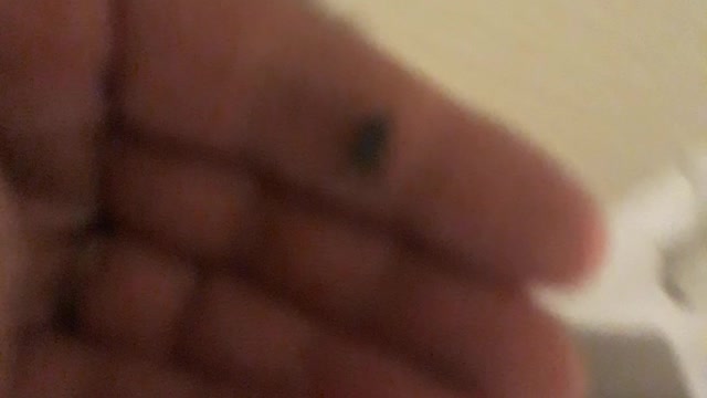 Meet " Walk " the fly that cant fly very well?