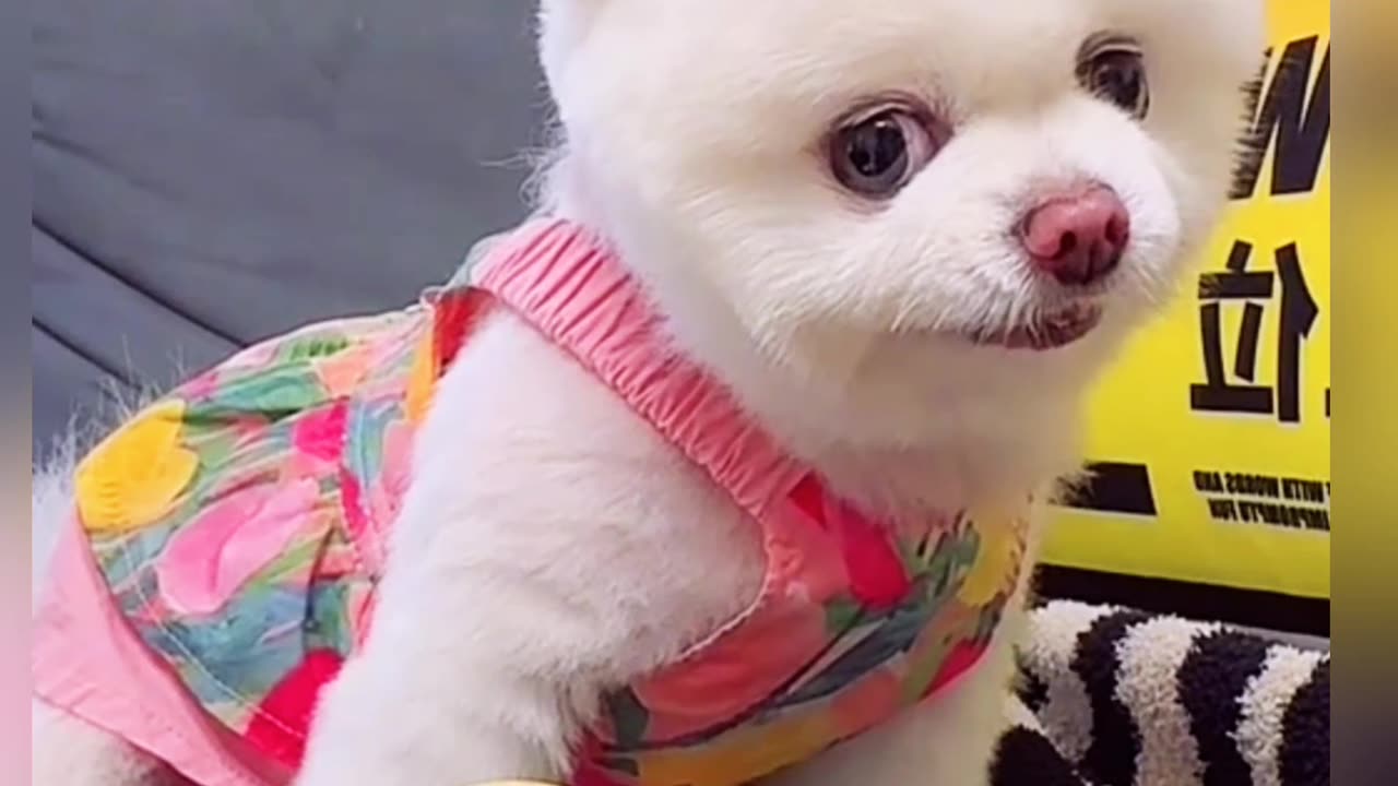 🥰😍🤩😋😉😚😗😘🤟👌👍 funny dog video|funny video|dog funny video 🥰😍🤩😋😉😚😗 #cat #funny #dog #ca #funniestvideo