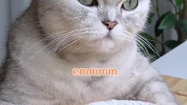 #foryoupage #foryou #viral #catsoftiktok #catcook #fypシ #fyp original sound - Relaxing video