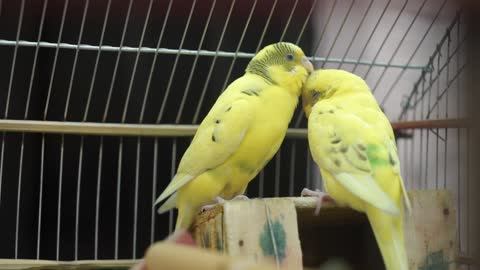 yellow birds being romantic to each other..