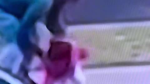 Animal: Coyote attacks a little girl in the city