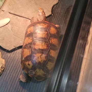 My friend Doug's big turtle