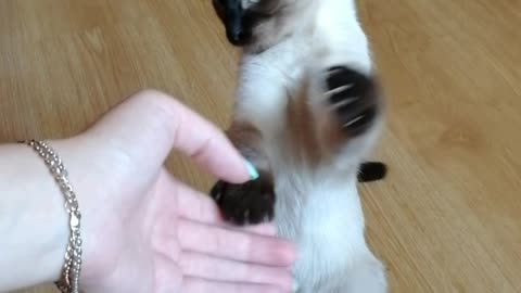 The cat who loves to dance