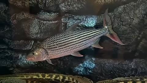 tanzania african tiger fish - tasmanian tiger_Cut.mp4