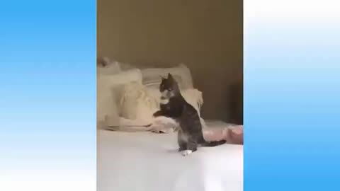 funny cat