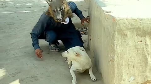 Prank with dog animal funny video