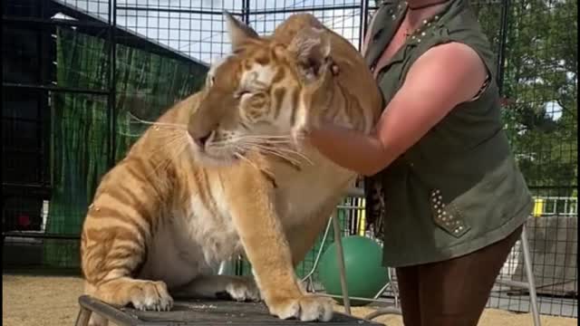 The tiger is being trained