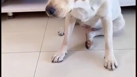 Dog does not know what is going on 😅 #shorts