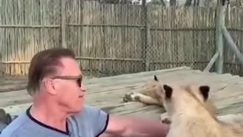 Arnold Schwarzenegger Plays With Lions