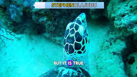 Amazing Facts About SEA TURTLES