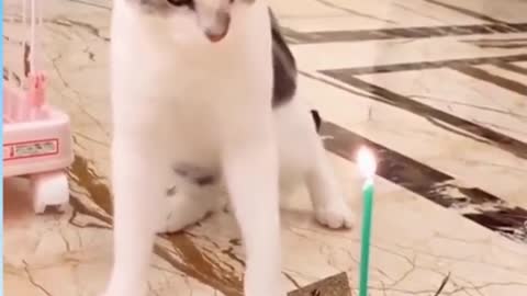 happy birthday to the cat