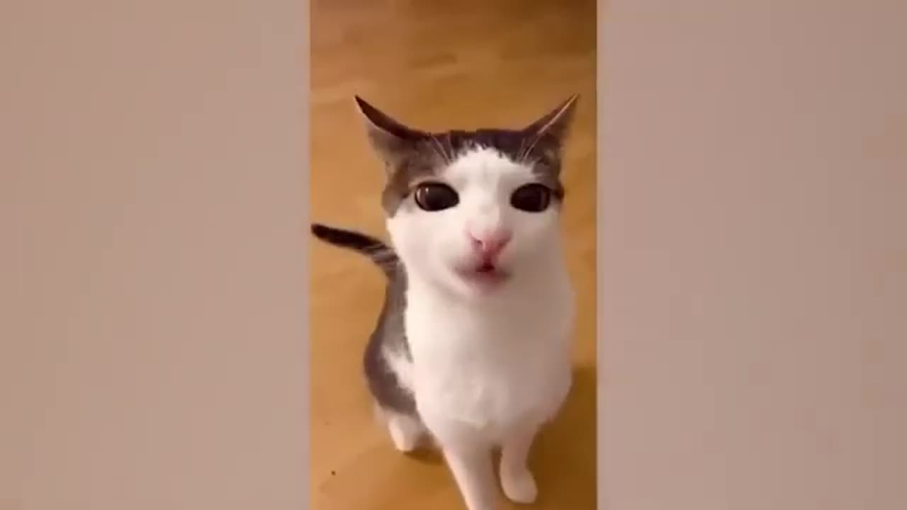MORE ANIMALS ARE FUNNY