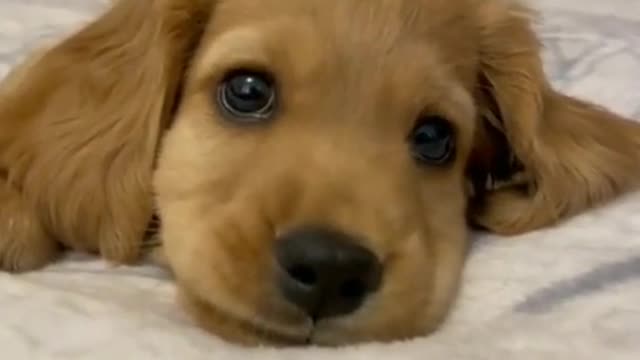 Cute dog scolding for not giving him food!😂😍