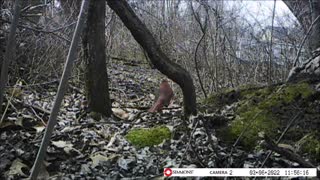 Backyard Trail Cam - Cardinal