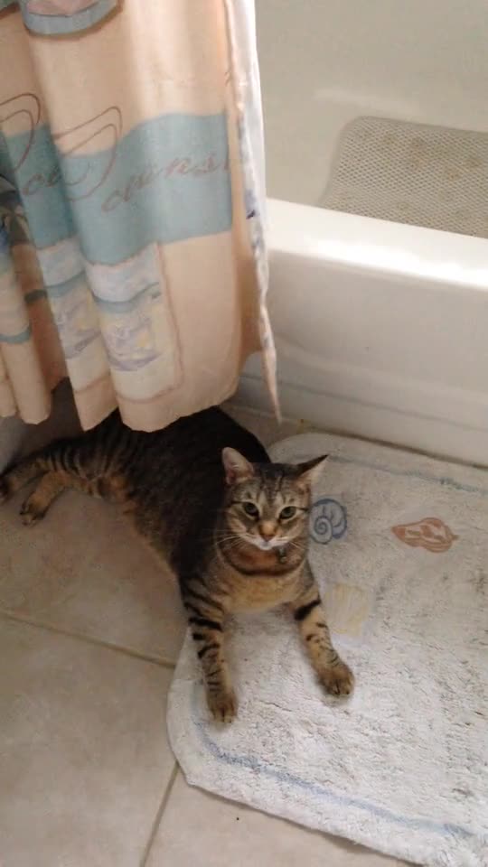 A nice and obedient cat soo cute