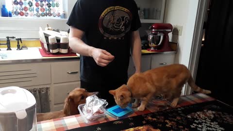 Living the Golden Life, Two Goldens and a Celtic Kitty
