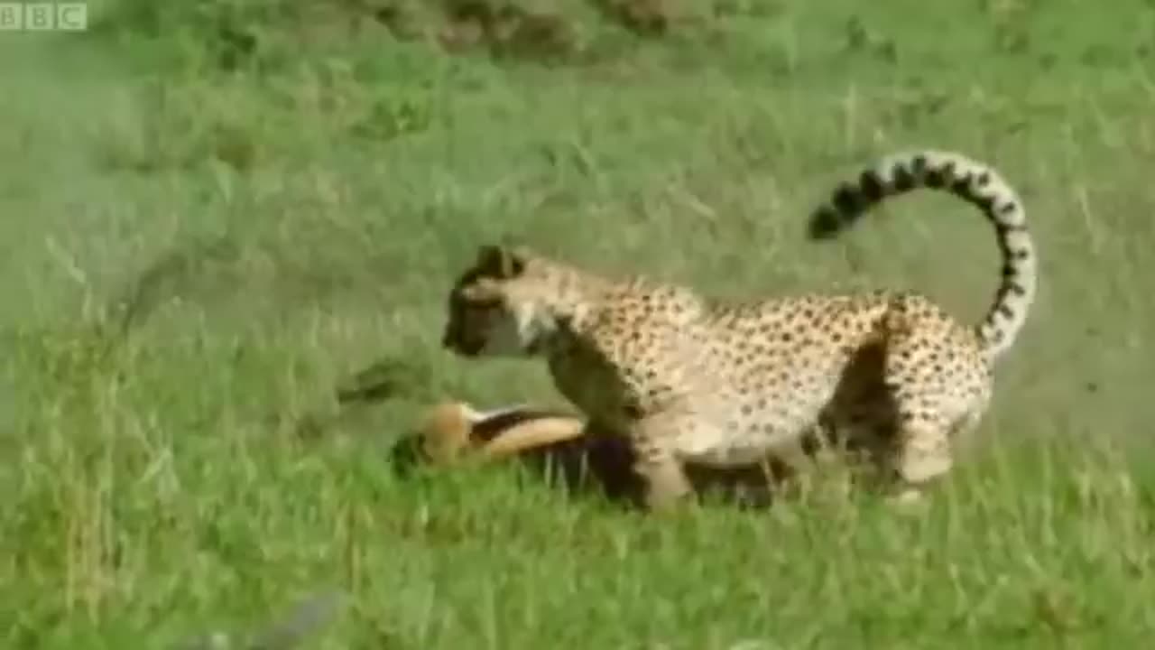 Cheetah - Chase Compilation