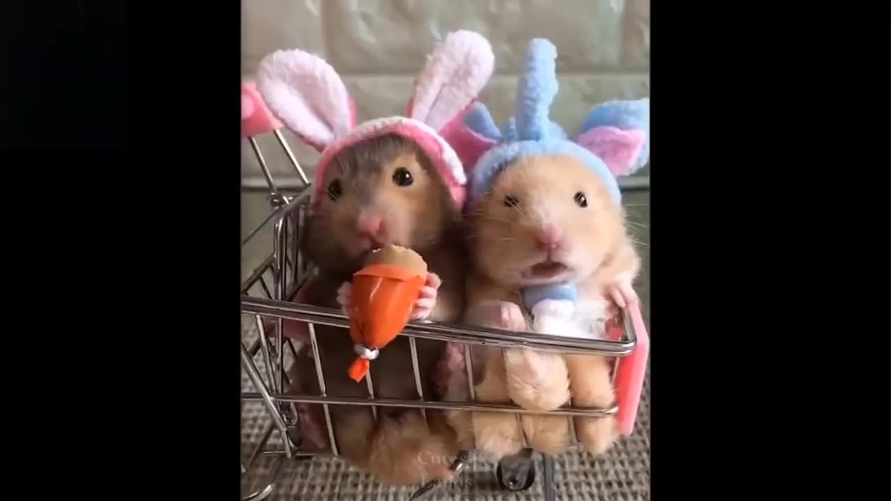 ❤️🔥Cute And Funny Pets | Try Not To Laugh To These Pets Compilation