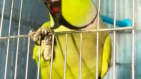 Parrot