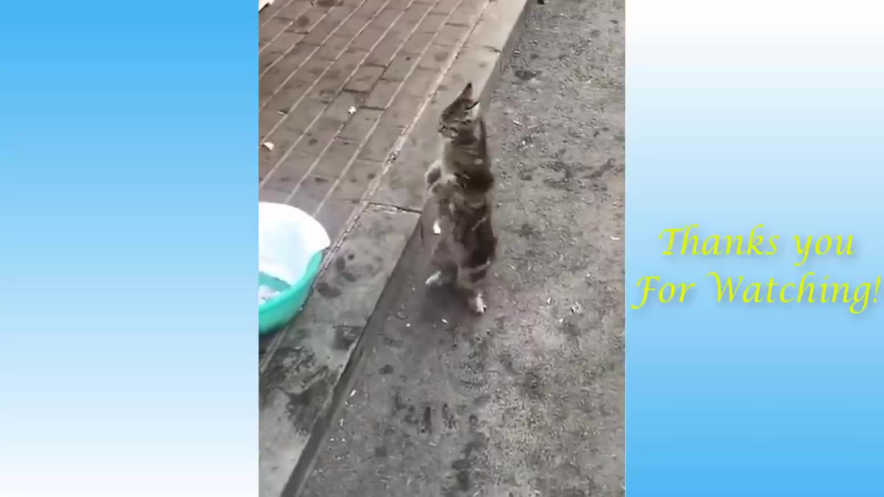 Funny cat meow