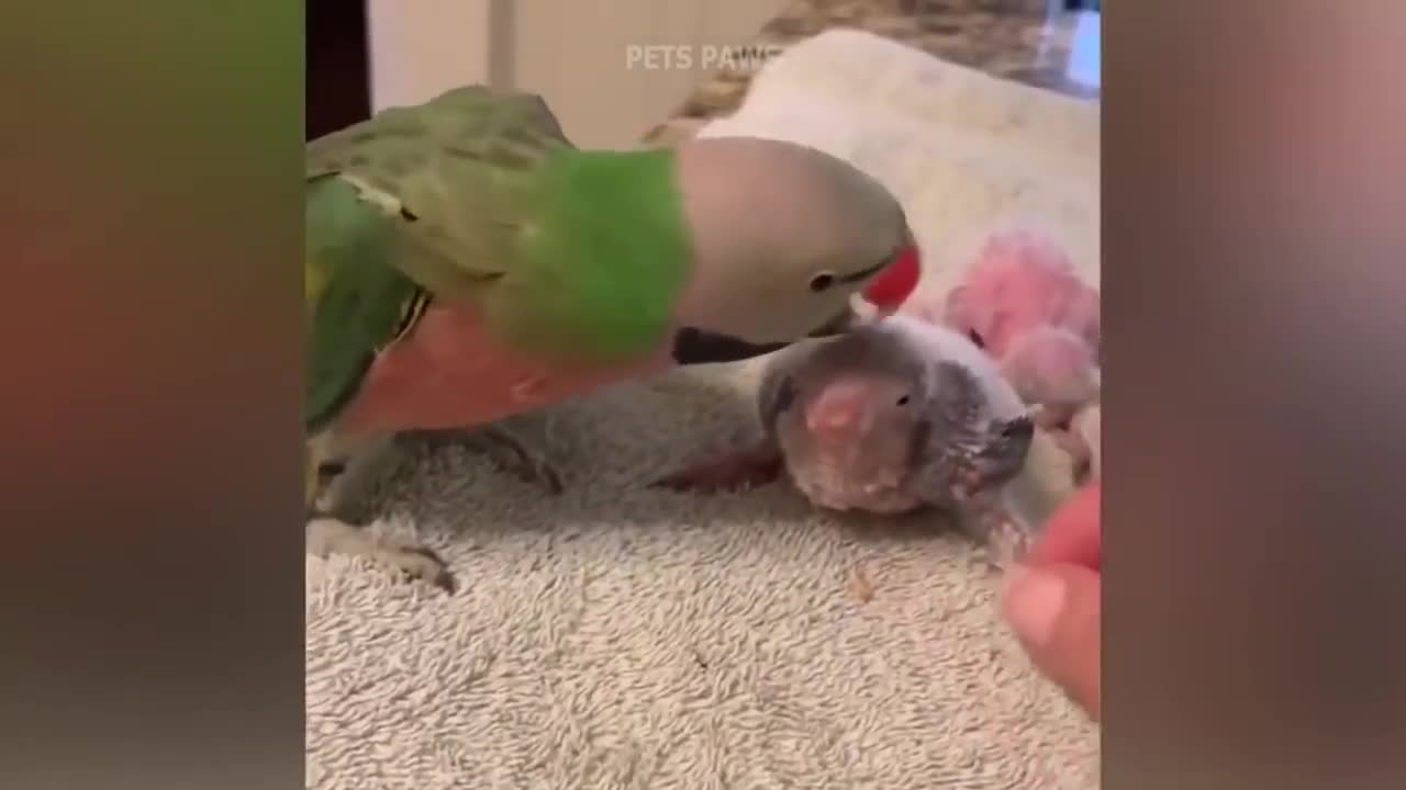 Smart And Funny Parrots Parrot Talking Videos Compilation P1 Super Dogs