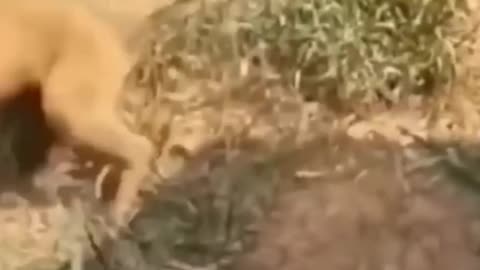 Funniest pet fails 😅🤣🤣