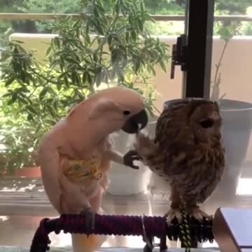 my insta and saves - Parrot and owl