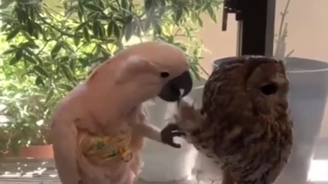 my insta and saves - Parrot and owl