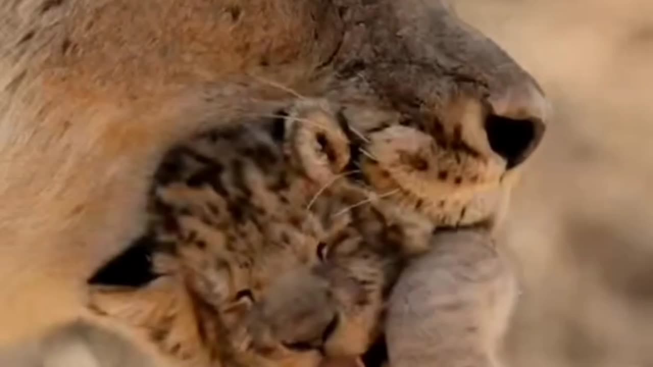 The family of lions and their cubs