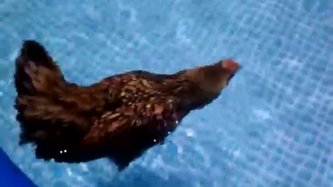 Swimming Chicken