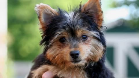 Top 10 Cutest Dog Breeds in the World