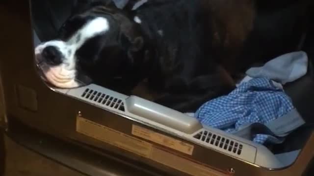 Black and white dog rests in black dryer full of clothes