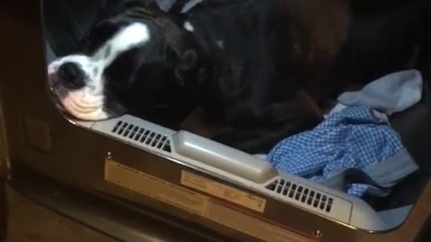 Black and white dog rests in black dryer full of clothes