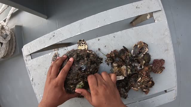 Turtle Rescue removing barnacles from a poor sea turtle