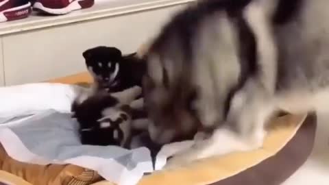 That’s how husky moms teach their children