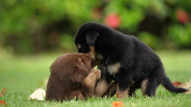 Beautiful puppies playing in the Garden