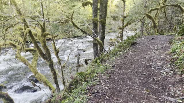 Truly Beautiful & Ethereal Salmon River Trail – Mount Hood – 4K