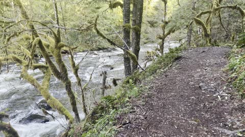 Truly Beautiful & Ethereal Salmon River Trail – Mount Hood – 4K
