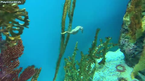 Sea Animal Toys This Summer at the Shore